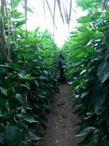 Rows of fresh bell peppers inside a Dominion Integrated Farms greenhouse.