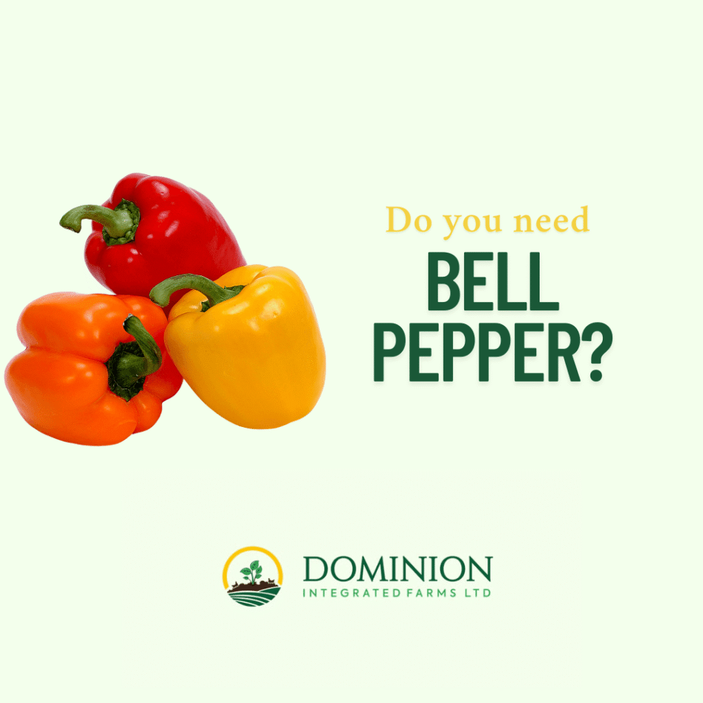 Overview of Bell Pepper Farming in Nigeria