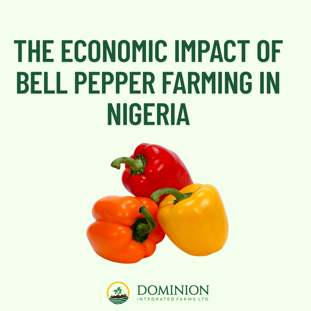 Bell Pepper Farming in Nigeria