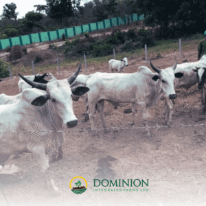 Cattle rearing