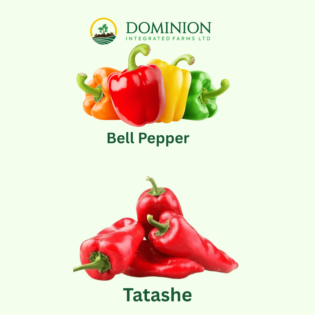 Tatashe vs Bell Pepper graphics