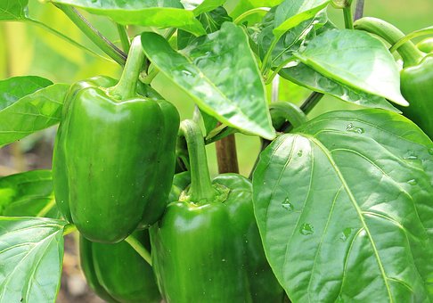Preserving Your Capsicum (Bell Pepper)