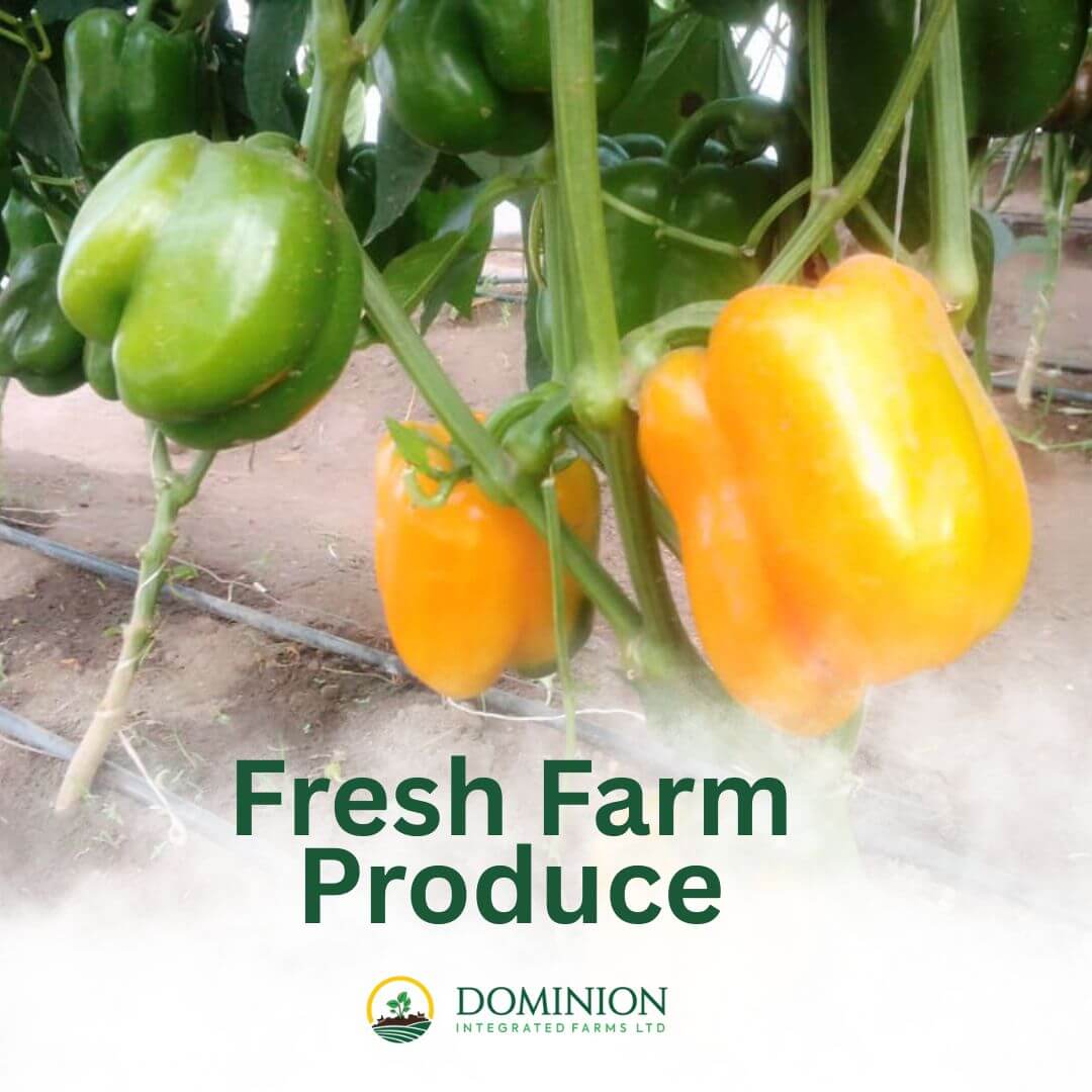iscover why fresh Nigerian farm produce matters for your health