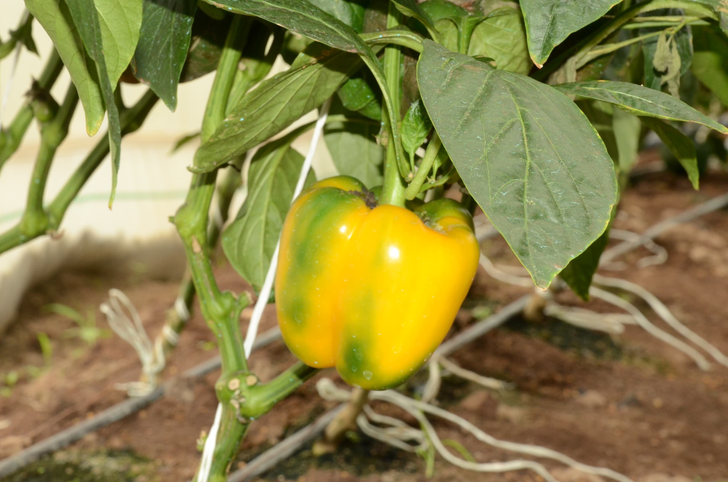 Fresh Bell Pepper