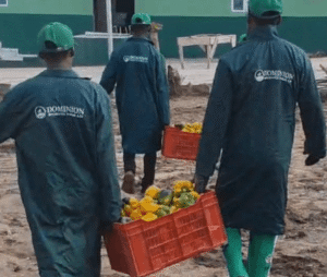 Sorting Fresh bell pepper 3