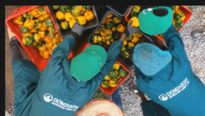 Sorting Fresh bell pepper