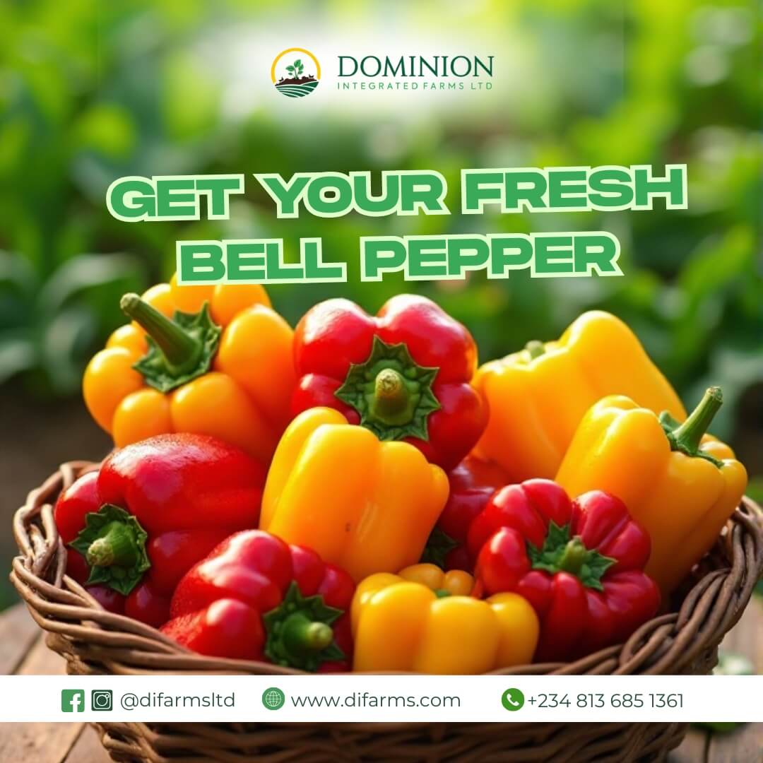 Bell Pepper Producer in Nigeria