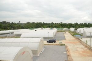 Bell Pepper Green House 8