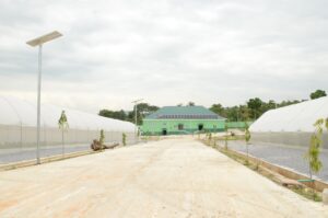 Bell Pepper Green House 5