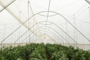 Bell Pepper Green House 3