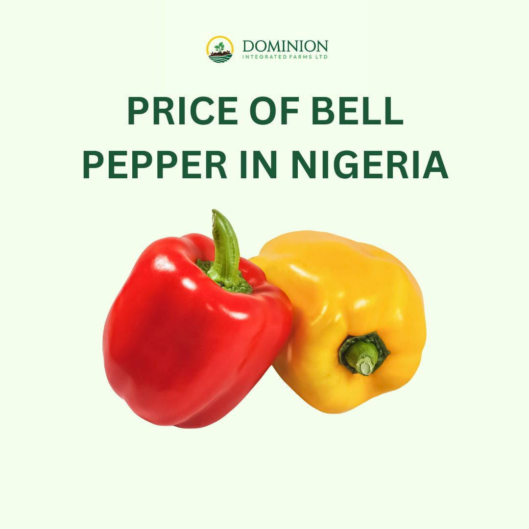 bell pepper price Nigeria