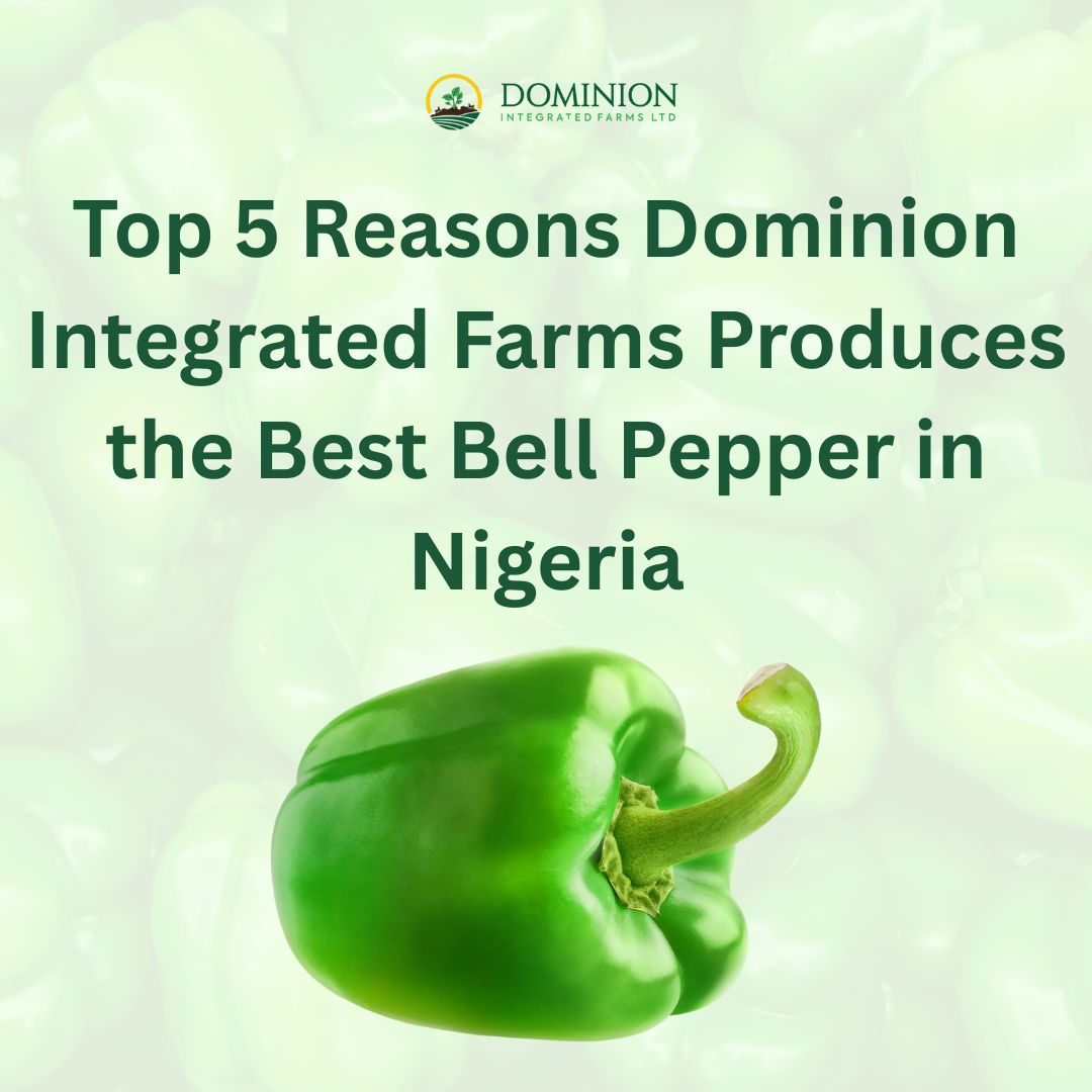 Best Bell Pepper in Nigeria