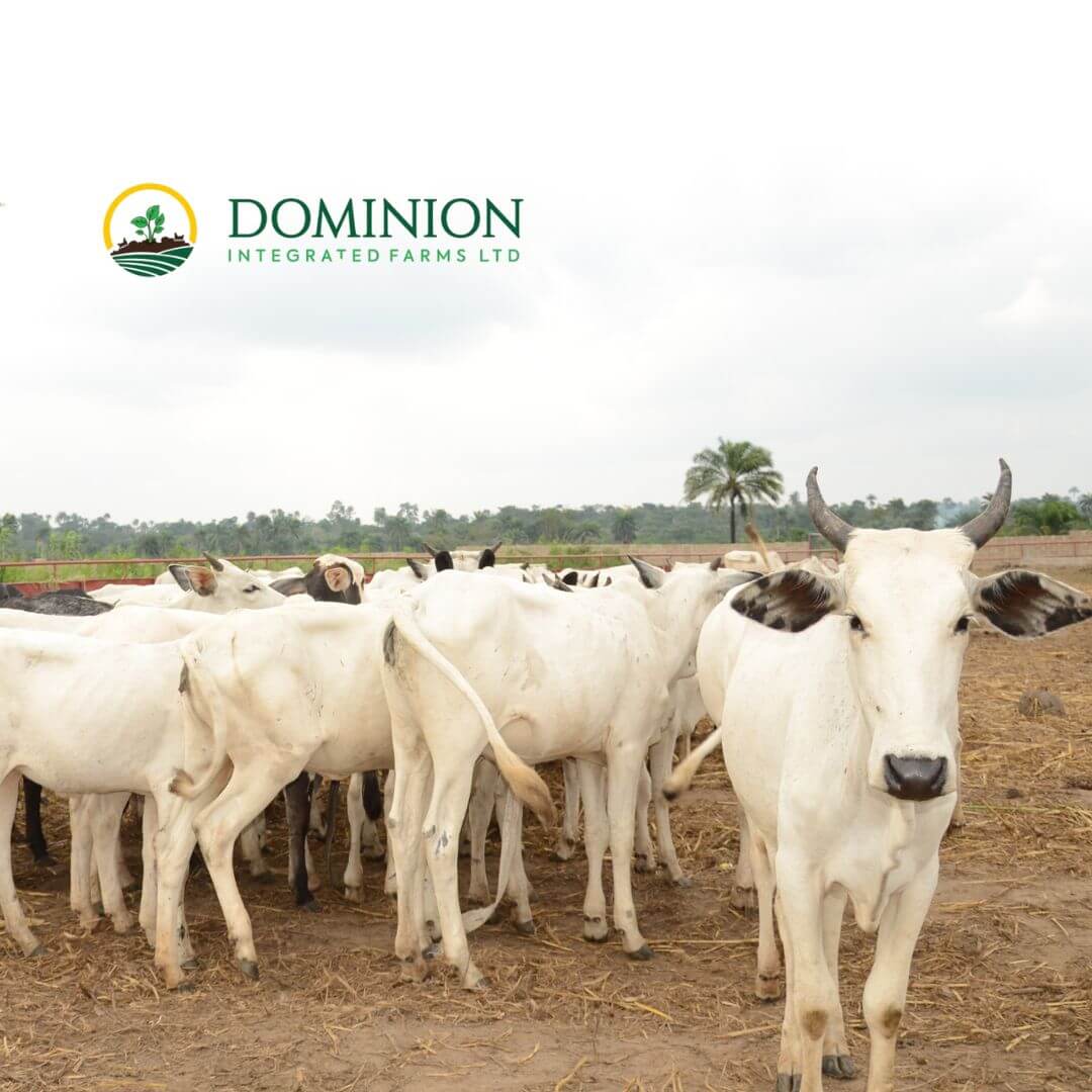 Cattle Breeds in Nigeria